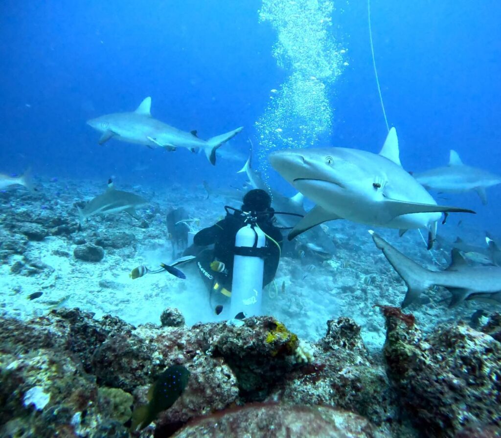 フィジーでみたサメ