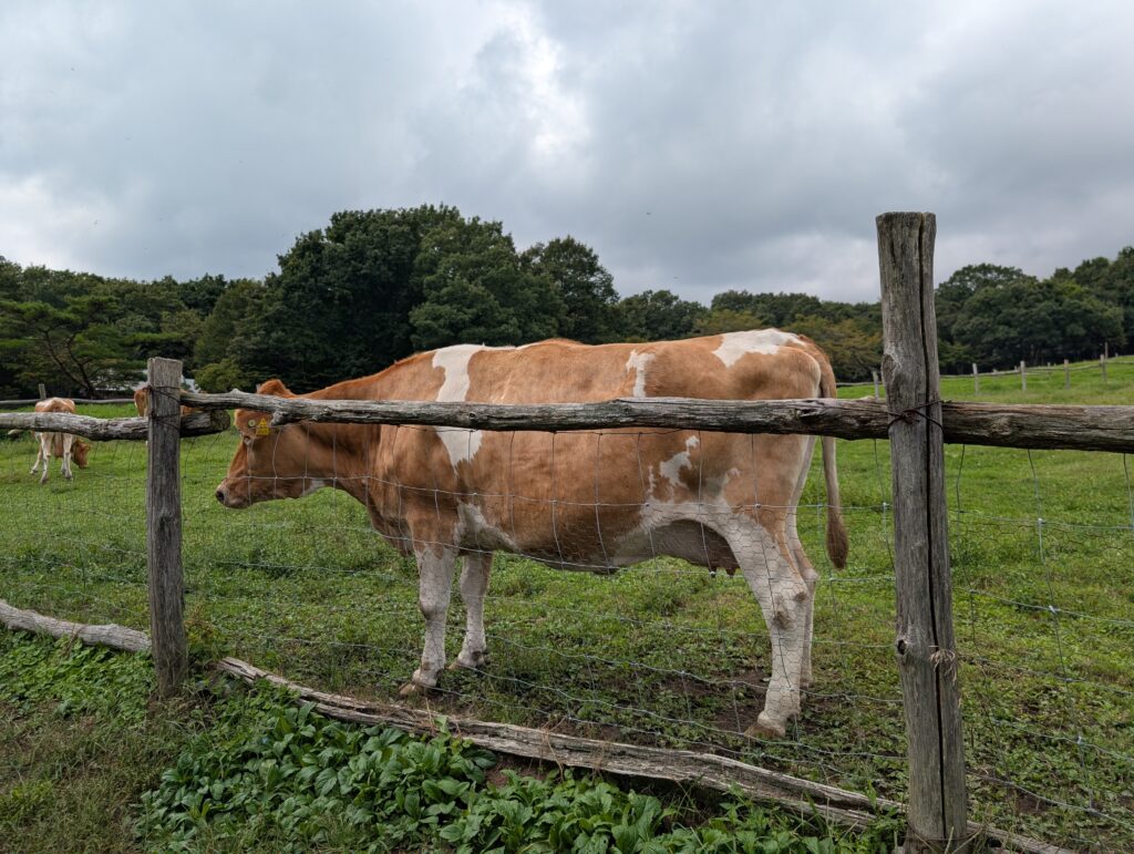 南ヶ丘牧場の放牧牛
